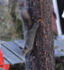 Ein Eichhörnchen hüpft ums Haus